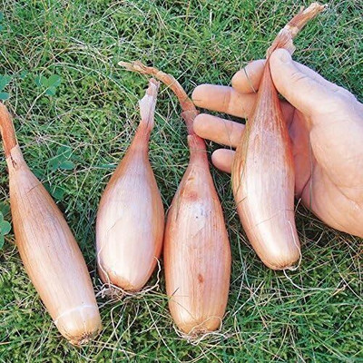 KNESSiN Easy to Grow Shallot Zebrune Onion Seeds For Gardening-(300 Seeds) Seed(300 per packet)
