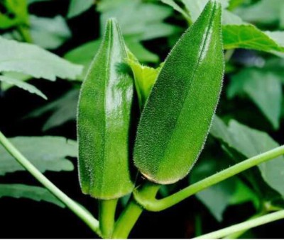 greenfarm NCV- Long Okra Seeds /Bhindi Seeds , Best Quality , 200 X Seeds , TFG13 Seed(200 per packet)