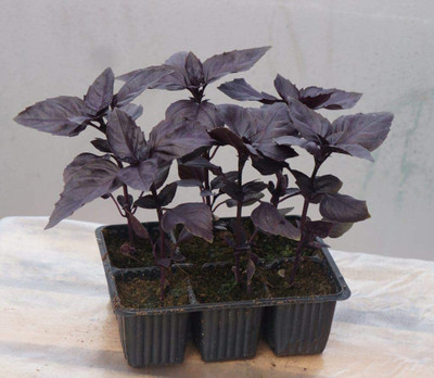 VibeX GBPUT-27 - Purple Dark Opal Basil - (4500 Seeds) Seed(4500 per packet)