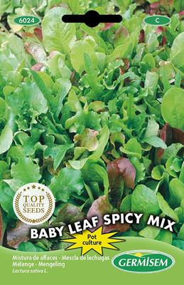 CYBEXIS Germisem Baby Leaf Spicy Mix Lettuce Seeds Seed(1000 per packet)