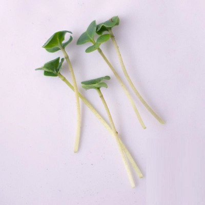 CYBEXIS BROCCOLI MICROGREEN SEEDS800 Seeds Seed(800 per packet)
