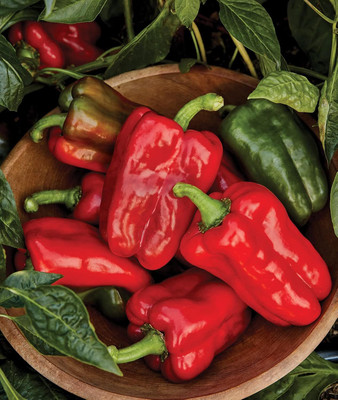 Qualtivate DXL-2AT Great Stuff Sweet Pepper Capsicum Seeds Seed(100 per packet)