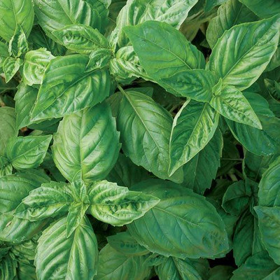 Qualtivate PUAS-62 Lettuce Leaf Basil Seed(1000 per packet)