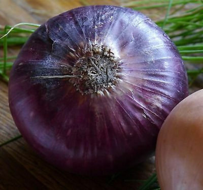 WATIKA Onion Red Amposta Seed(2000 per packet)