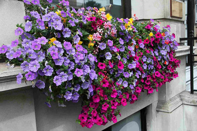 Lorvox Mixed Petunia Climbing Flower Seed(135 per packet)