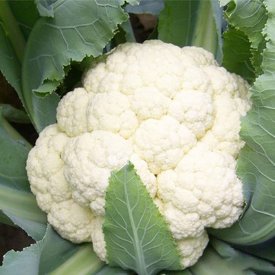 CYBEXIS Organic F1 Hybrid Cauliflower Seeds2000 Seeds Seed(2000 per packet)