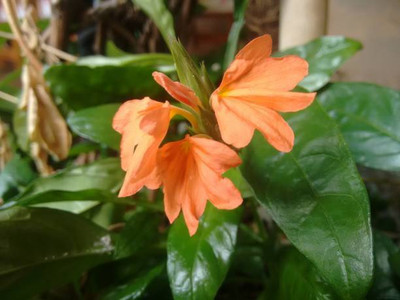 AmbeStore kanakambaram-firecracker-crossandra Seed(100 per packet)