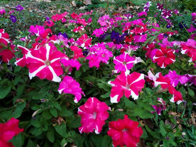 BDSresolve Petunia Double Mix Seed PACK OF 32 Seed(32 per packet)
