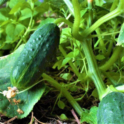 Quentova Baby Cucumber Seeds | Non-GMO | Fresh Garden Seeds-HQ-6M Seed(200 per packet)