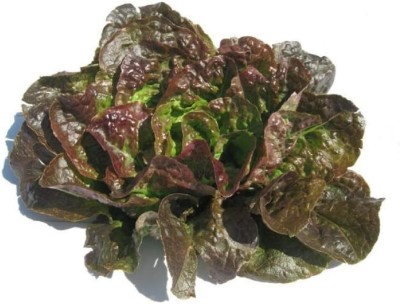 Qualtivate PUA-3A Heat-Tolerant and butterhead Lettuce Seed(300 per packet)