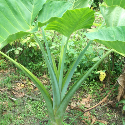 SREE Taro Root,Kachu Seed(5 per packet)