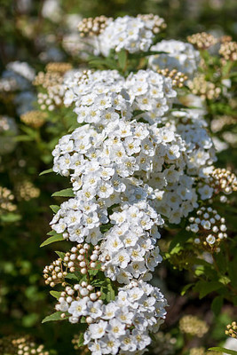 XOLDAA gypsophila flower Seed(200 per packet)