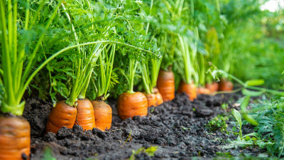 SUPRIKAM CARROT Seed(50 per packet)