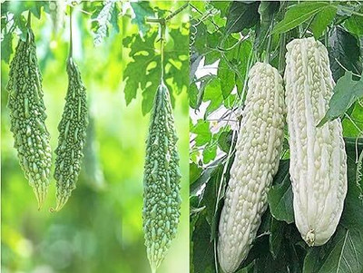 DIVINE BITTERGOURD Seed(55 per packet)