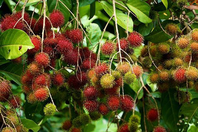 MAA LITCHI,LICHEE,LYCHEE Seed(11 per packet)