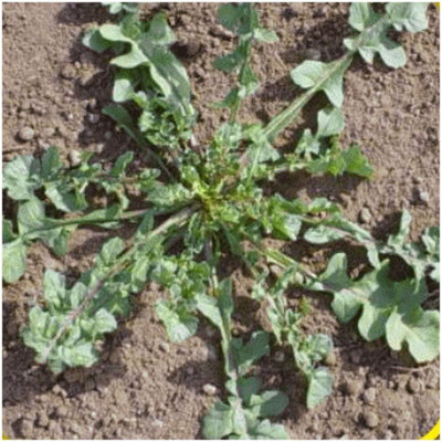 CYBEXIS NBIR-25 - Wild Arugula(Diplotaxis tenuifolia) - (2250 Seeds) Seed(2250 per packet)