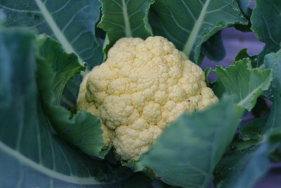 VKT white cauliflower,gobhee seeds Seed(13 per packet)