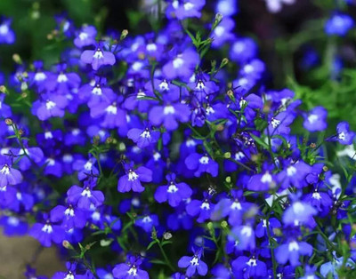 Qualtivate PUA-4A Blue Creeping Thyme Seeds Seed(50 per packet)