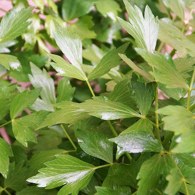 CYBEXIS PUAS-26 - Lovage Herb Plant - (2250 Seeds) Seed(2250 per packet)