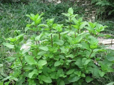 MAA Mint, Pudina Seed(60 per packet)