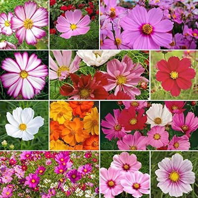 Aywal Cosmos - Double Click Mixed - High Germination Seed(7 g)