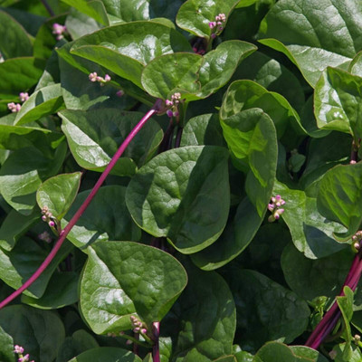 WILLVINE Vegetable Seeds Malabar Spinach Red Stem-[2000 Seeds] Seed(2000 per packet)