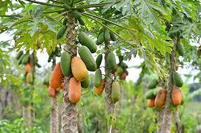 BDSresolve hybrid red lady papaya seeds pack of 32 Seed(32 per packet)