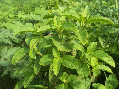 WILLVINE LX-12 French thin leaf basil Seed(2000 per packet)