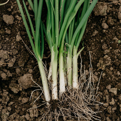 WILLVINE SYN -IV Onion Seeds (Bunching Evergreen) [50g] Seed(30000 per packet)
