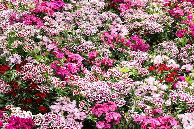 Lorvox Chocolate Cosmos Flower Seed(10 per packet)