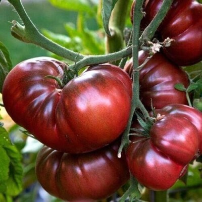 KNESSiN Tomato Black Prince Seed(500 per packet)