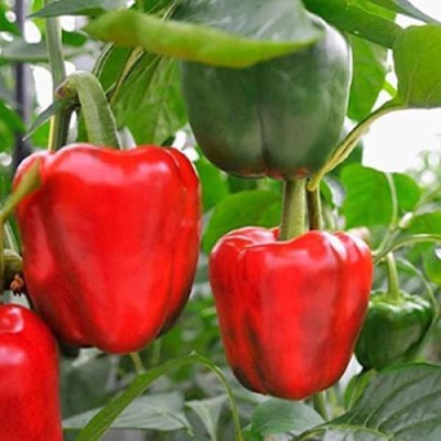 CYBEXIS NDIR-17 - Red Capsicum Vegetable - (150 Seeds) Seed(150 per packet)