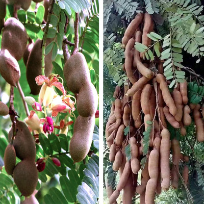 Aywal Meethi Imli ( Tamarind) Seed(11 g)