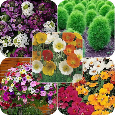 ibains Flower seeds combo pack Seed(76 per packet)