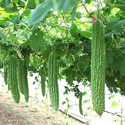 LIFELEX Hybrid Bitter gourd / Karela seeds / Bitter Melon / Balsam Pear Seed(33 per packet)