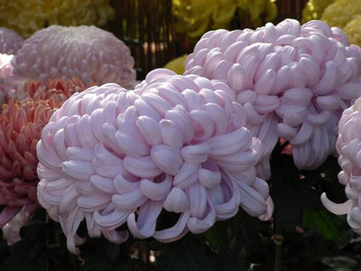 VibeX VVI-21 - Hardy Loved by PeopleChrysanthemum Longer Flowering time - (30 Seeds) Seed(30 per packet)