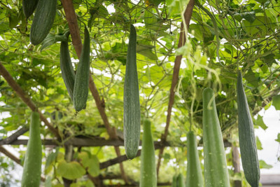 Paudhaa F1 best quality RIDGE GOURD Seed(14 per packet)
