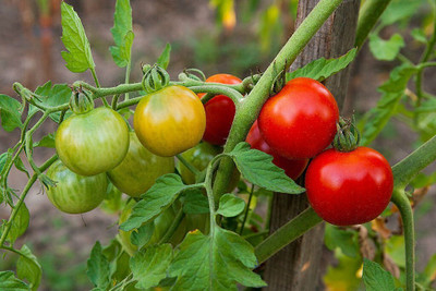 SBGARDEN All season red tomato seeds (Tameta seeds) Seed(120 per packet)