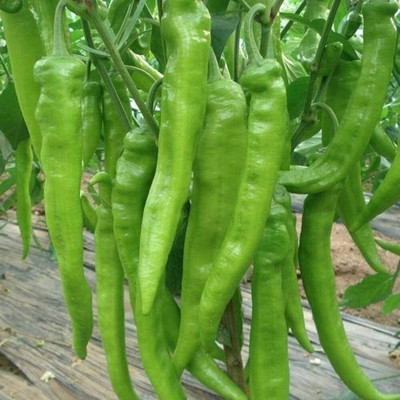KNESSiN Green Chilli Slim Shape Seed(1250 per packet)