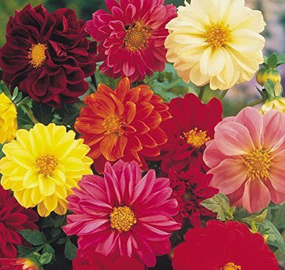 CYBEXIS Beautiful Flowering Blooms Dahlia Border Mix Seeds Seed(50 per packet)