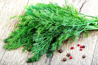 CYBEXIS XL-46 - Indoor Dill Green All-Year Round - (2250 Seeds) Seed(2250 per packet)
