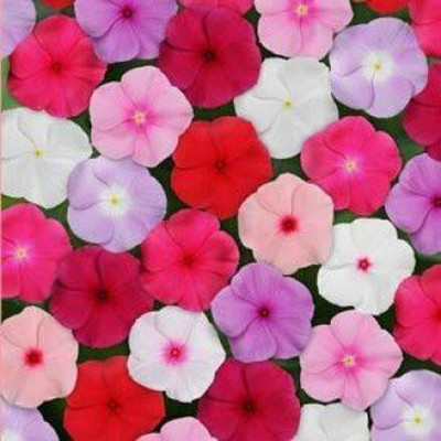 the green dotcom Vinca flower seeds Seed(50 per packet)