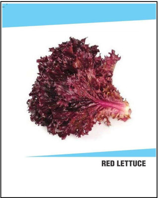 CYBEXIS Hybrid Red Lettuce Seeds(1000 Seeds) Seed(1000 per packet)
