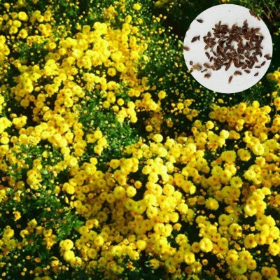 CYBEXIS PAU-11 - Yellow Garden Yard Carpet Chrysanthemum - (270 Seeds) Seed(270 per packet)