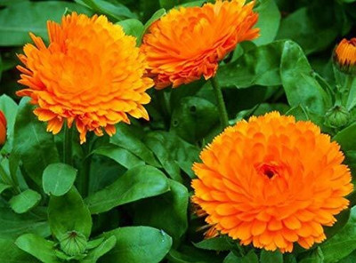 CYBEXIS Flower Calendula Seeds Good Germinetion Seed(50 per packet)