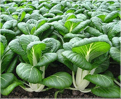 CYBEXIS Hybrid pakchoi Vegetable Seeds800 Seeds Seed(800 per packet)