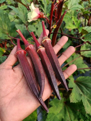 BDSresolve Red okra f1 hybrid vendi seeds Seed(82 per packet)