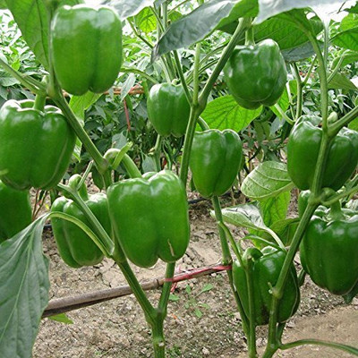 LPR CAPCICUM SEEDS, SHIMLA MIRCH Seed(20 per packet)