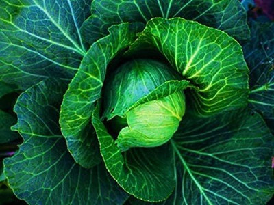WILLVINE NKR -IX Copenhagen Early Cabbage Seeds [50g] Seed(15000 per packet)