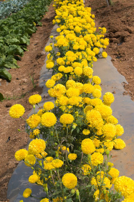 Gulabi nagari marigold/gende ka phool flower seeds Seed(50 per packet)
